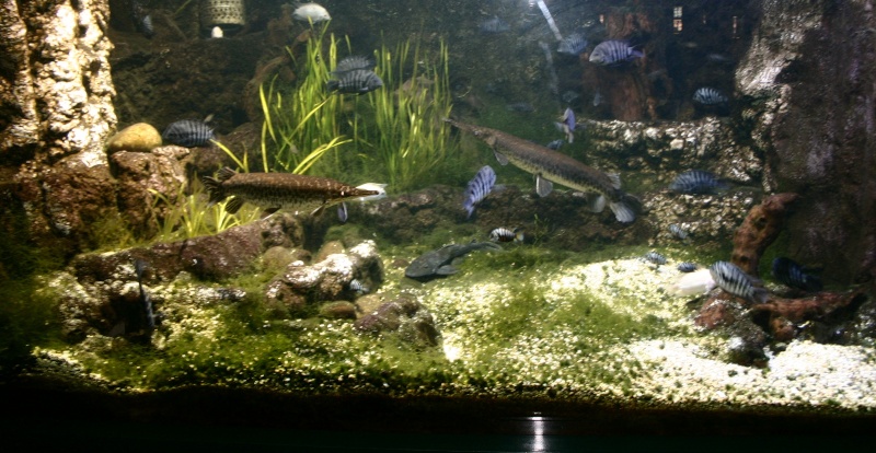 aquarium de Vannes (56) 03012