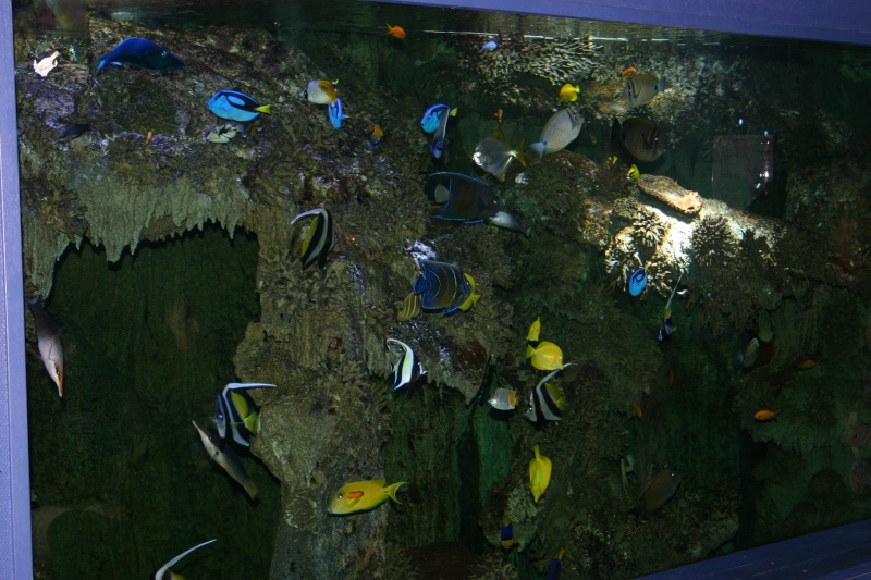aquarium de Vannes (56) 03311