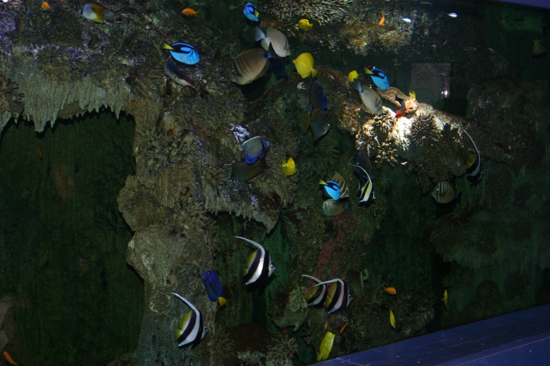 aquarium de Vannes (56) 03411