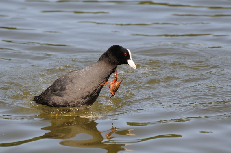 J'en pince pour toi ! Dsc_0072