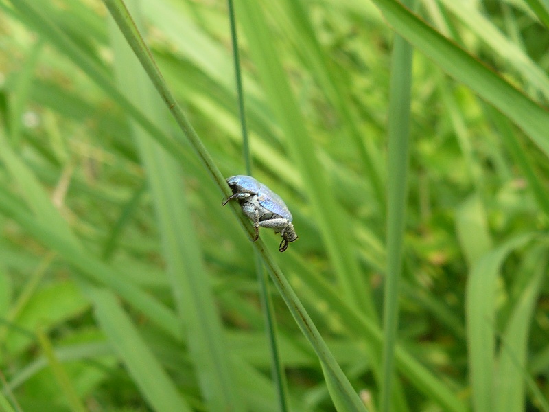 [Hoplia coerulea] scarabée non identifié P1030420