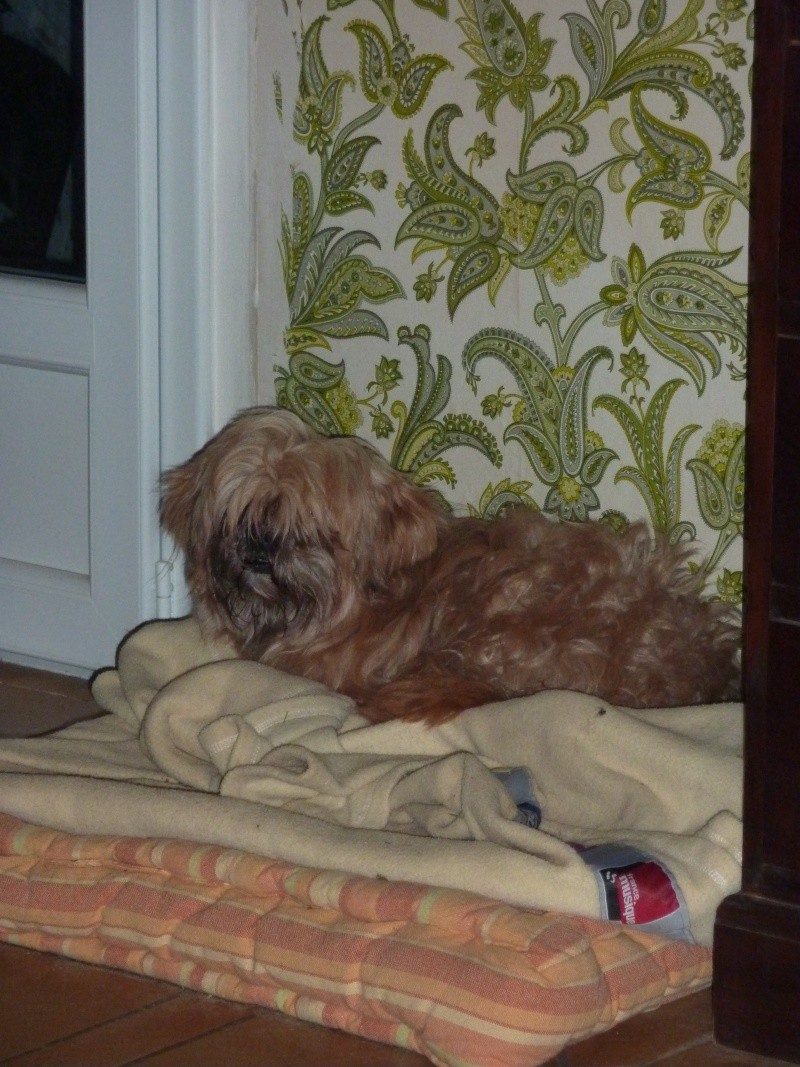 HOLLY, lhassa apso , 7 ans - Page 2 Choupe10