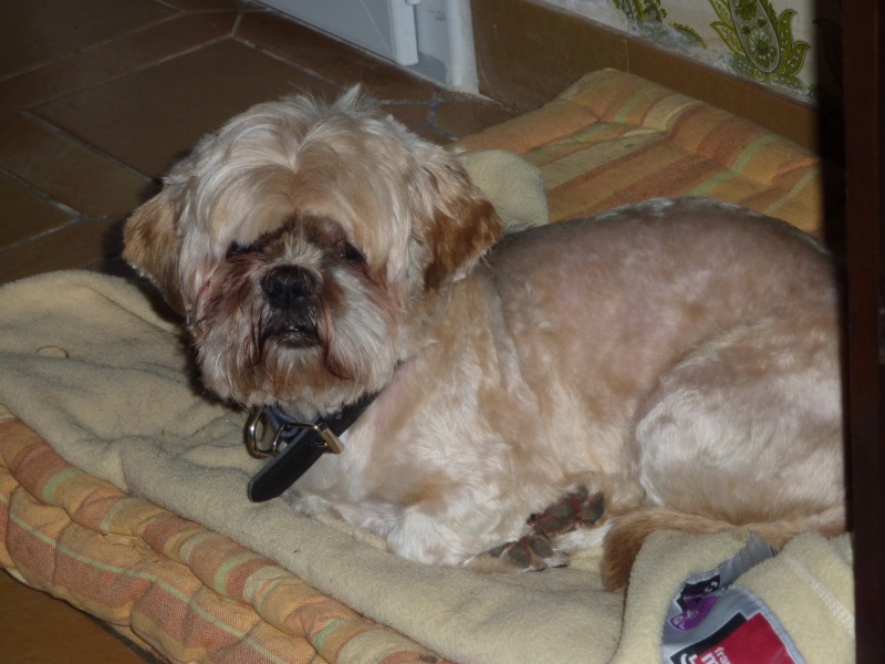 HOLLY, lhassa apso , 7 ans - Page 2 Choupe11