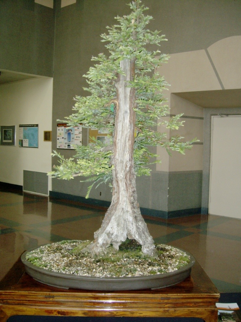 Sequoia Sempervirens Bonsai12