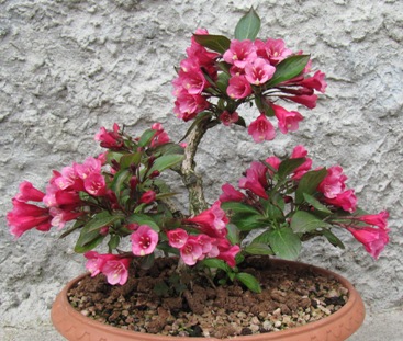 Weigelia in fiore Immagi15