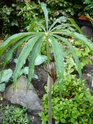 Les plantes d'ombre Arisae16