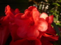 Je n'aime pas les rhododendrons! Rhodo_10