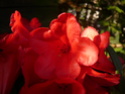 Je n'aime pas les rhododendrons! Rhodo_10