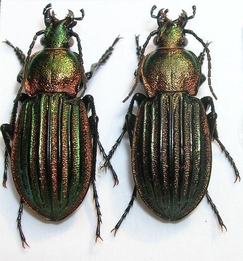 [Carabus (Hemicarabus) nitens nitens], Linné 1758 Dscn3310