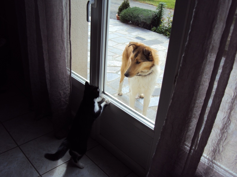 IRA, chatonne noire et blanche, née en octobre 2010 Dsc00510