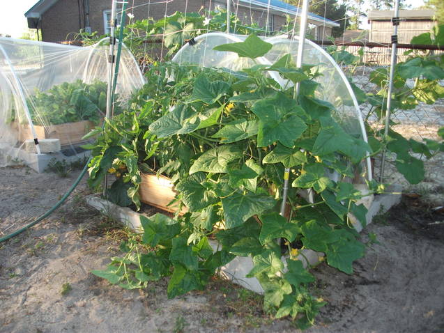 updates on the "pond" beds and regular beds Cuke_o10