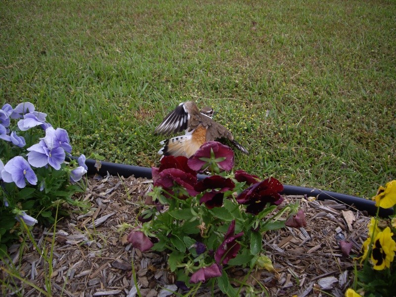 BBG, how long before i can finish weeding the flowerbed Imgp1450