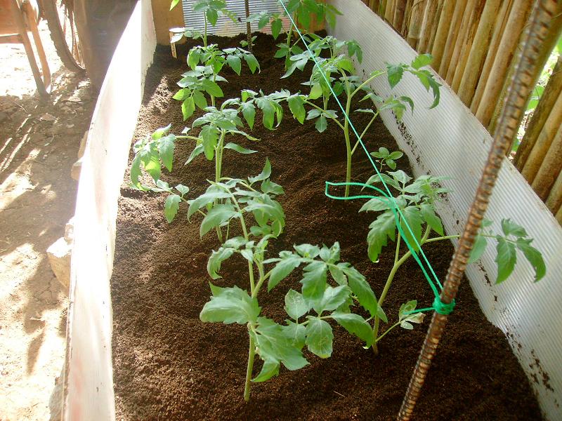 tomatos wilting New_ma12