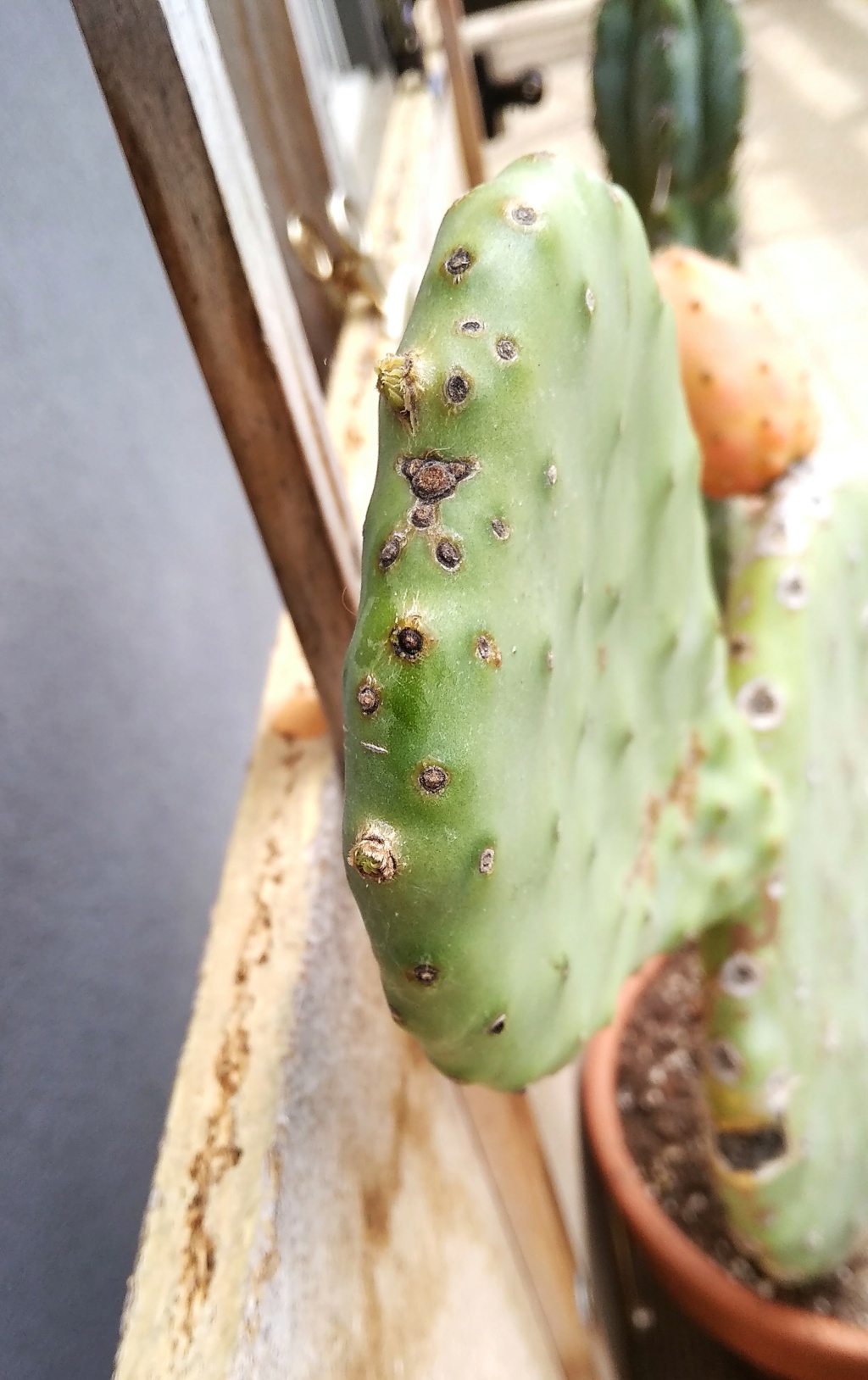 Pousse Opuntia indica ficus  10_jui10