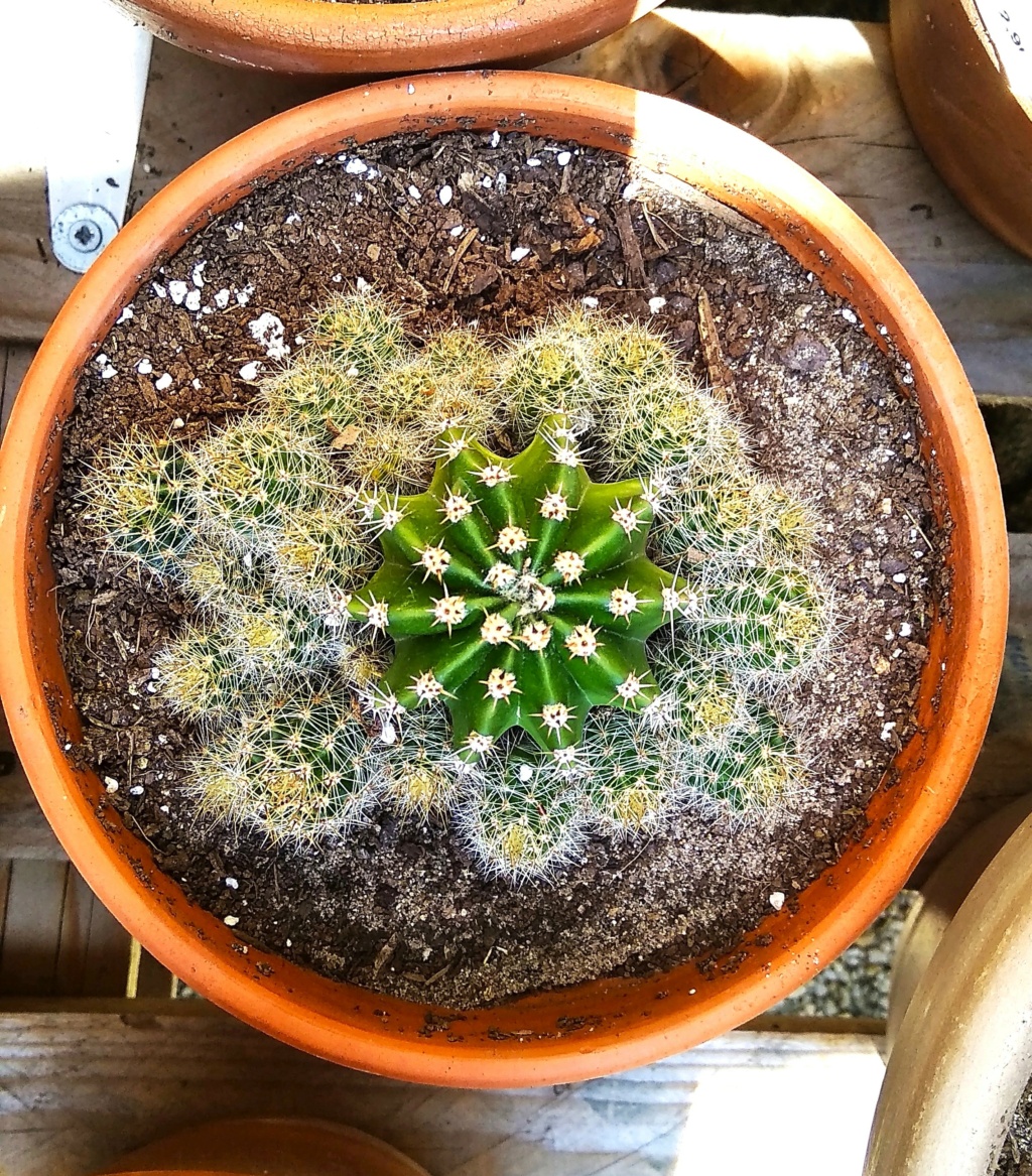 Echinopsis oxygona 2023-016