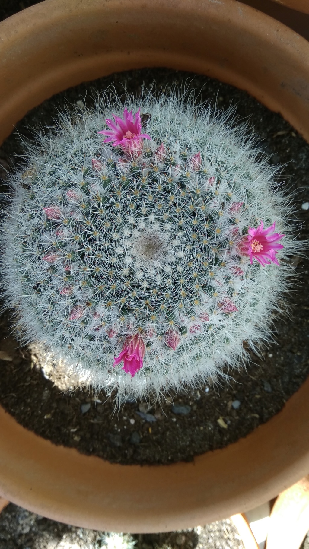 Floraison mammillaria Hahniana Img_2035