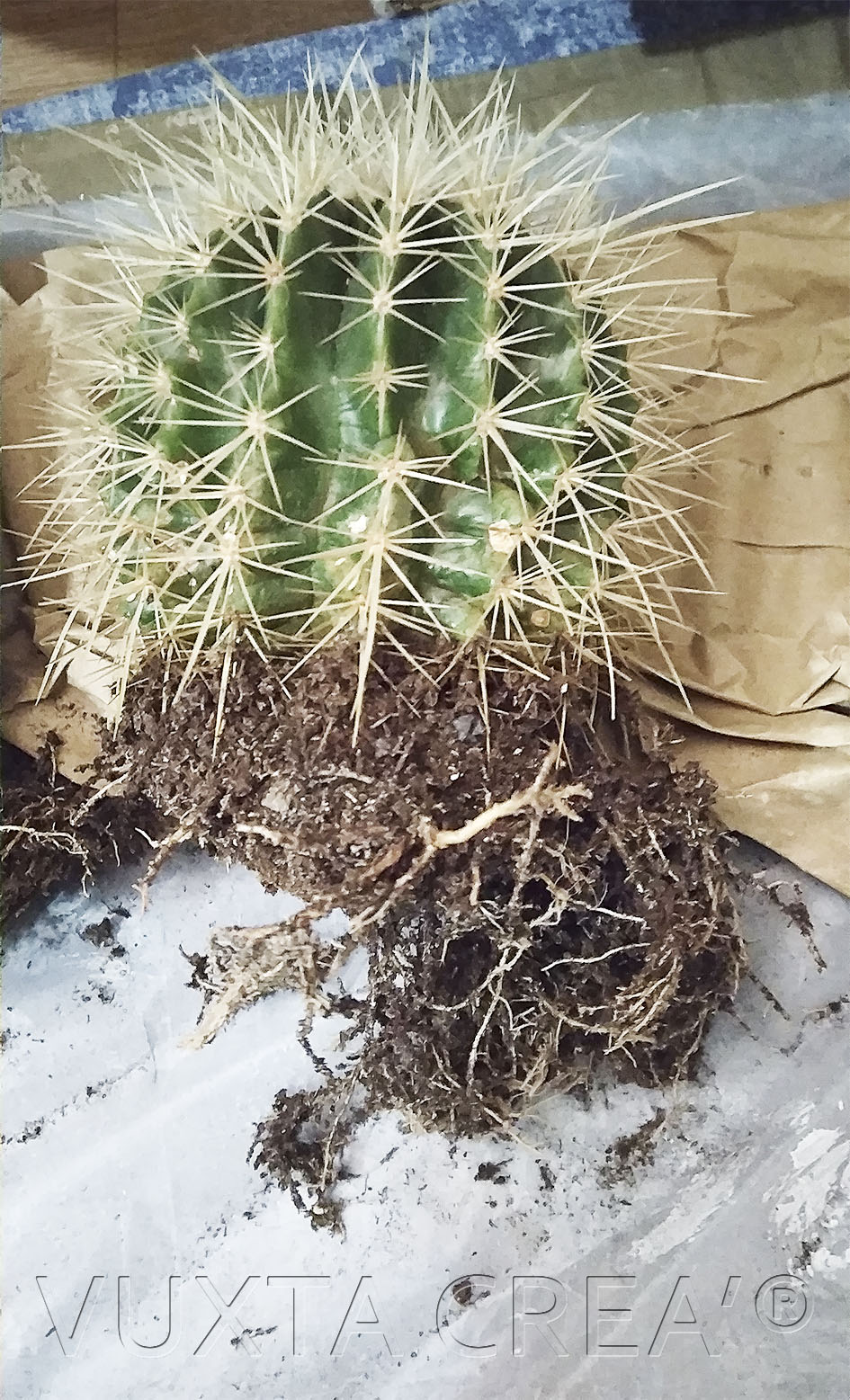 Dépotage cactus 2022 Img_2061