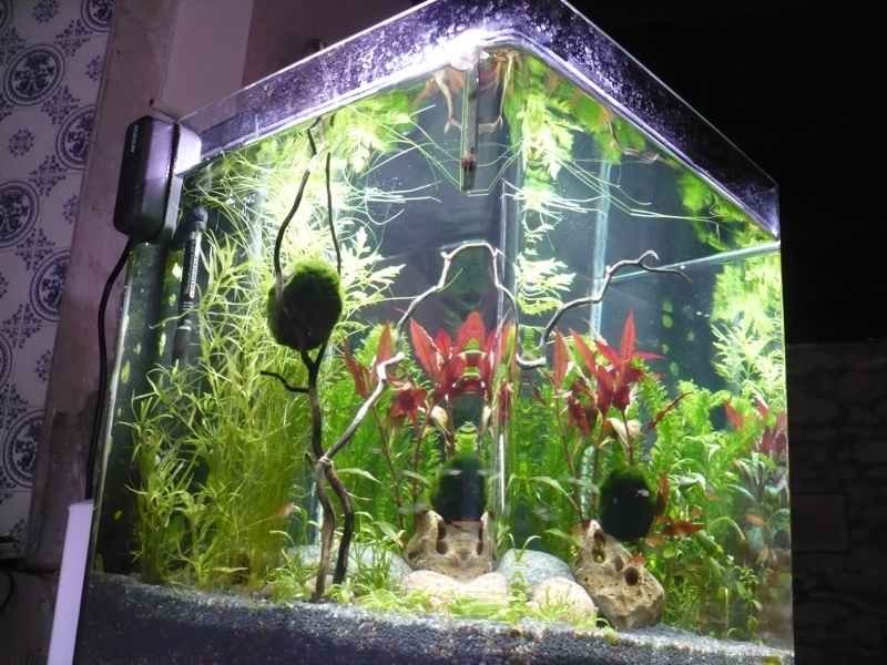 MON NANO, SES PLANTES HOLLANDAISES ET MINIS POISSONS : PHOTOS  - Page 2 P1180410