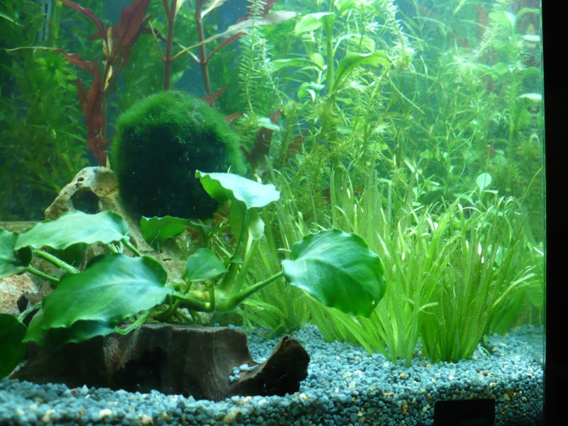 MON NANO, SES PLANTES HOLLANDAISES ET MINIS POISSONS : PHOTOS  - Page 3 P1190319