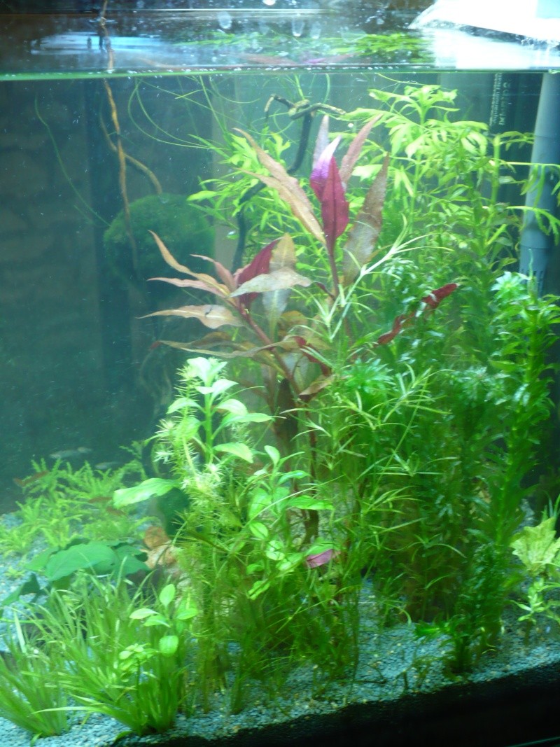 MON NANO, SES PLANTES HOLLANDAISES ET MINIS POISSONS : PHOTOS  - Page 3 P1190321