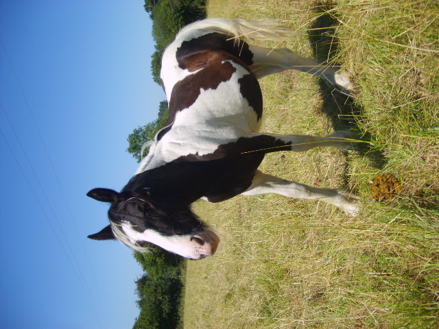 mes irish cob S6003517