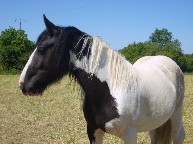 mes irish cob S6003519