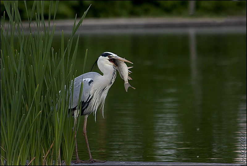 Gourmandise Aquatique 2011-018