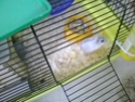 Chien,Chat,Hamster!!! Pictur12