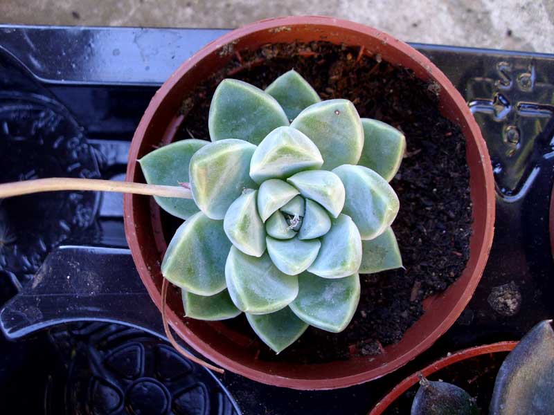 [rsolu]ID pour un echeveria [Echeveria elegans 'Albicans'] 6610