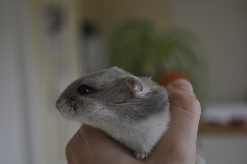 Petite hamster à placer  _dsc0410