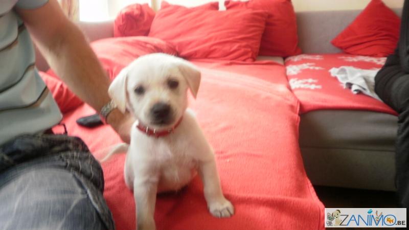 Cherche chiot Golden ou Border collie Macaig10