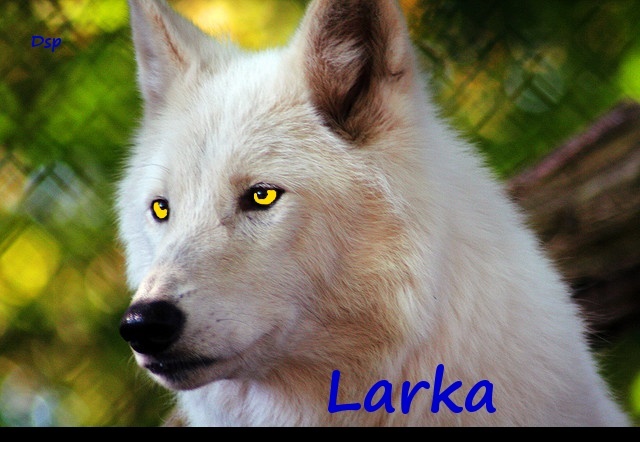 ☼ Ḹαгķα'ϧ Ďơɱαιƞ ☼ Larka10