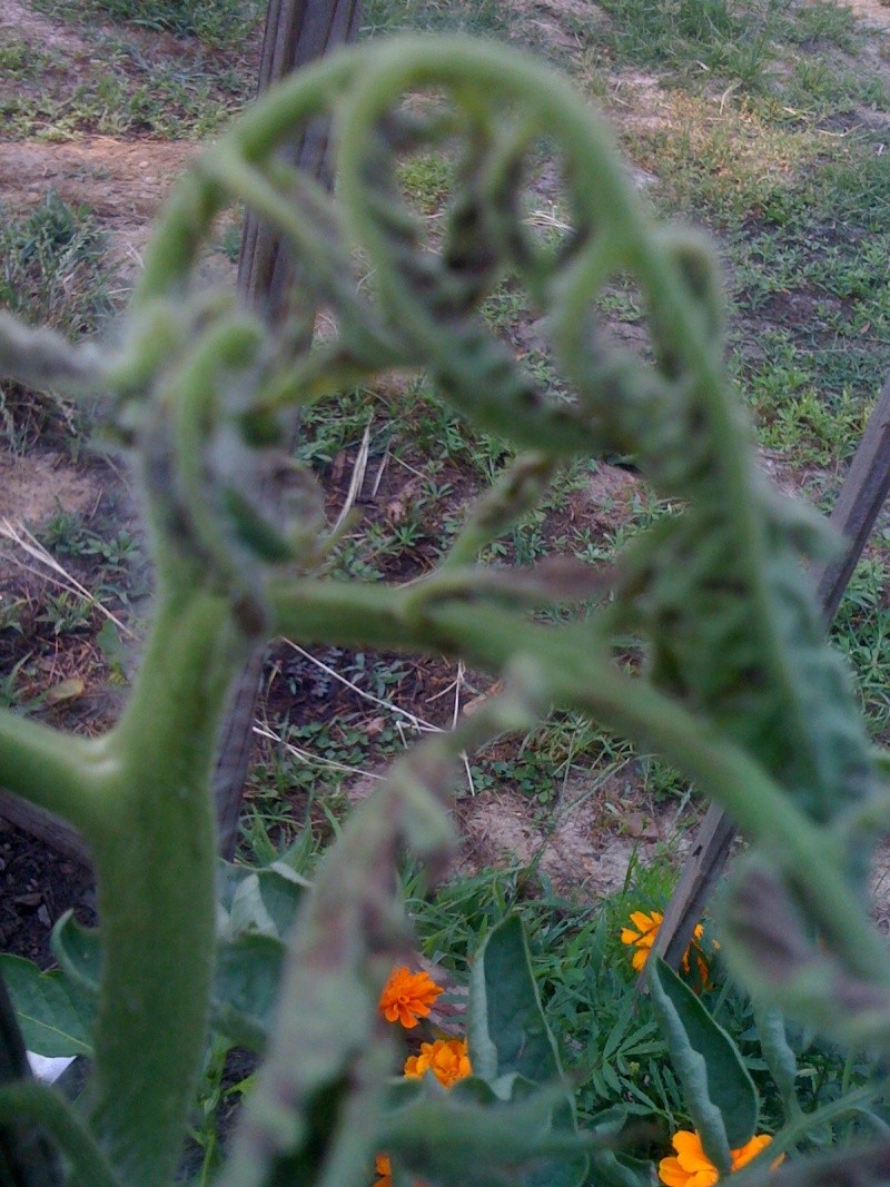 Curled tomato leaves? 01110