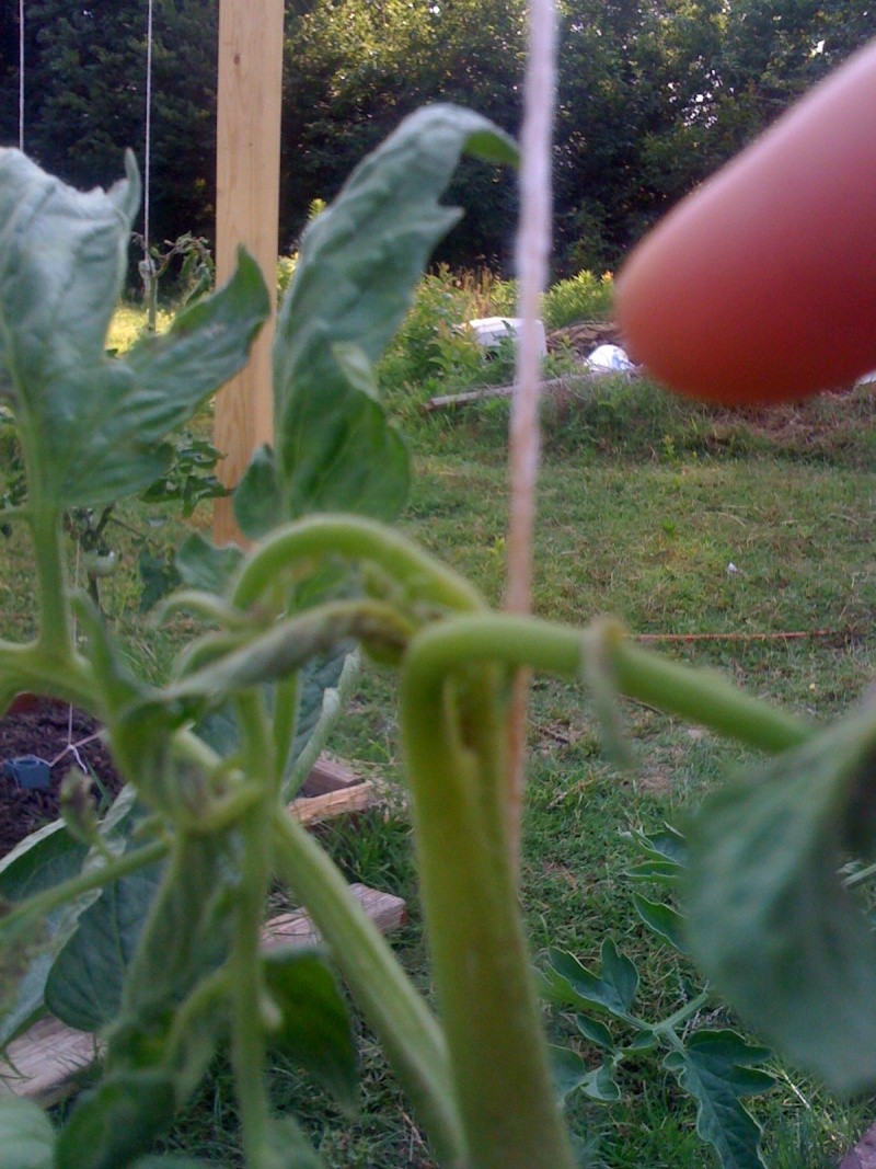 Curled tomato leaves? 01611