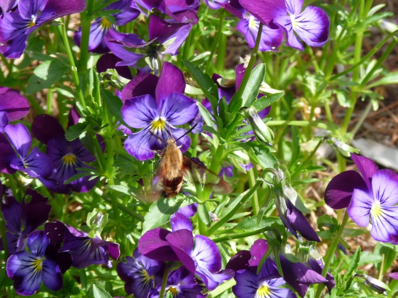 Viola cornuta série Sorbet: Blueberry Frost P1060512