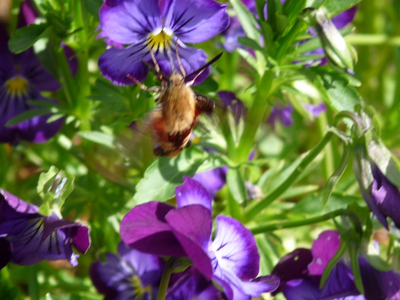 Viola cornuta série Sorbet: Blueberry Frost P1060513