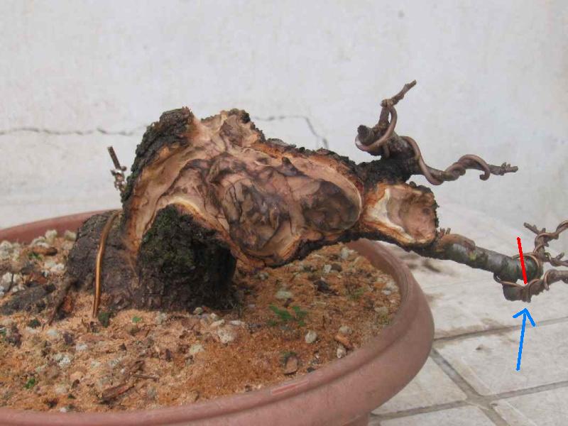 CILIEGIO CANINO SEMICASCATA Fresa211
