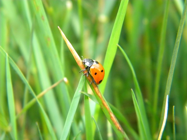 coccinelle et autres Coccin12