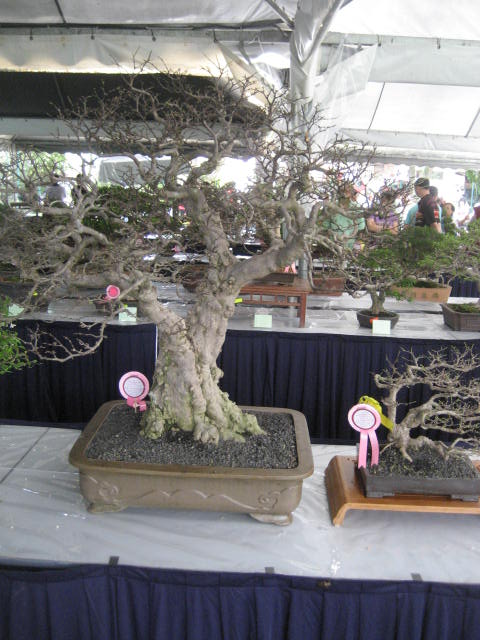 3rd Malaysia Bonsai Carnival-Baeckea Frutescens almost steal the show 110