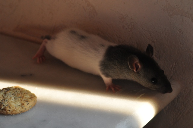 6 ratons en région parisienne cherchent une famille  Dsc_2214