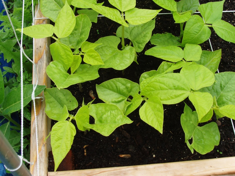 Cures for yellow bean leaves? Beans_11