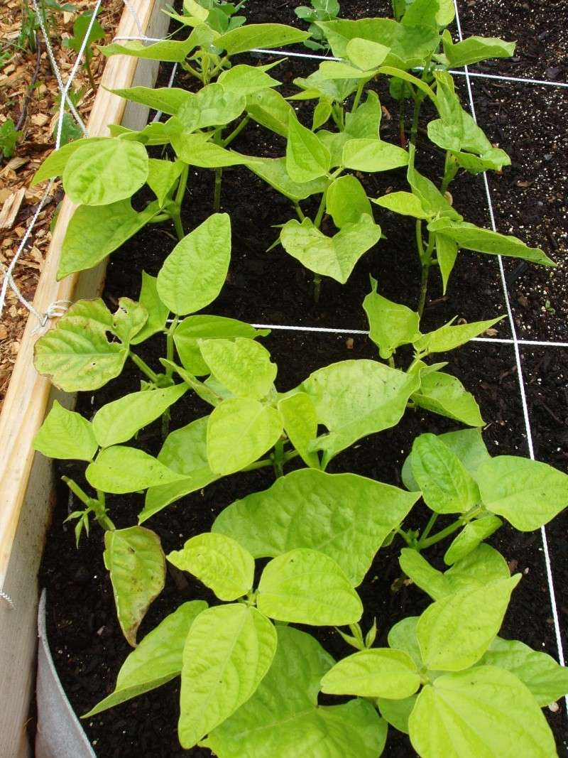 Cures for yellow bean leaves? Beans_12