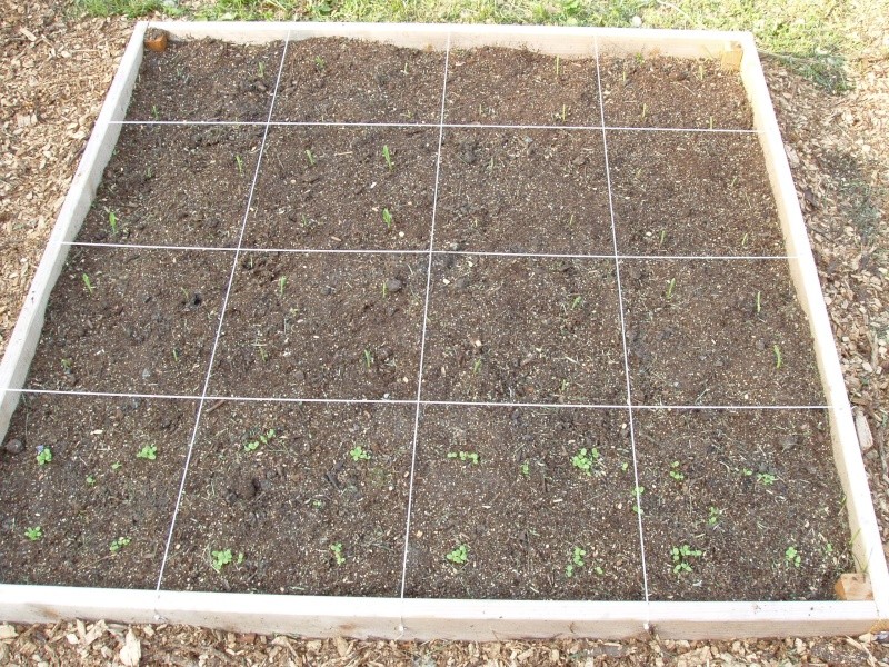 Garden Sprouting 5-26 Lettuc12