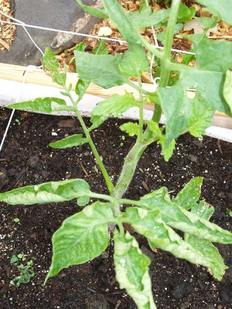 Curled tomato leaves? Tomato17