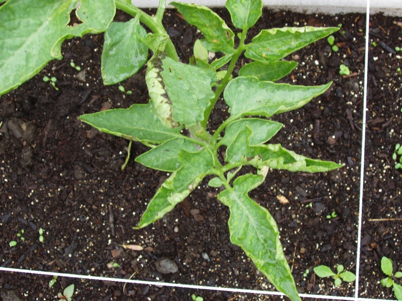 Curled tomato leaves? Tomato19