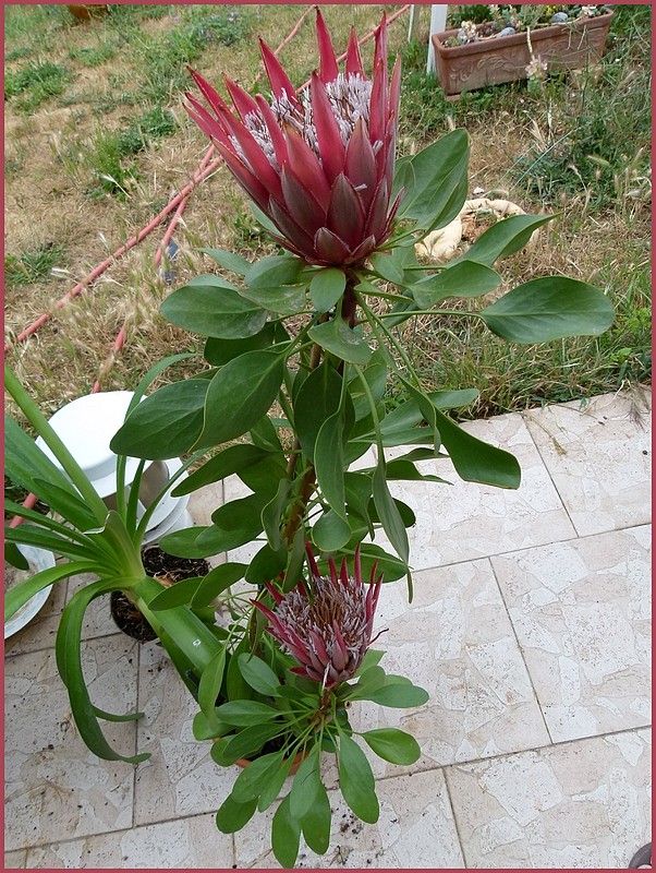 Protea P1020510