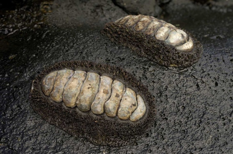 Acanthopleura gemmata - (Blainville, 1825) 311