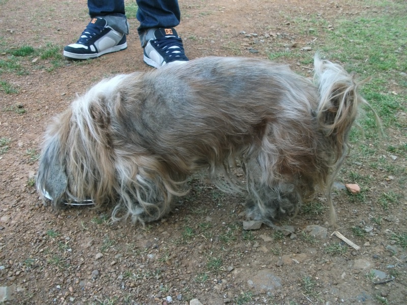 Urgence FA pour un petit chien en piteux état Dscf3313