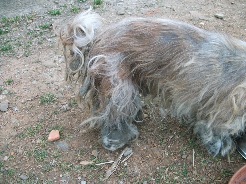 Urgence FA pour un petit chien en piteux état Dscf3315