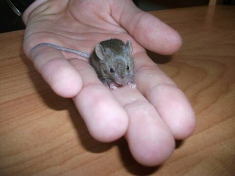 Besoin De Conseils Pour Un Bebe Souris Besoin De Conseils Pour Un Bebe Souris